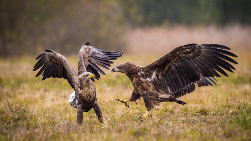 Pokrenut postupak zaštite parka prirode "Bukinski hrastnik"