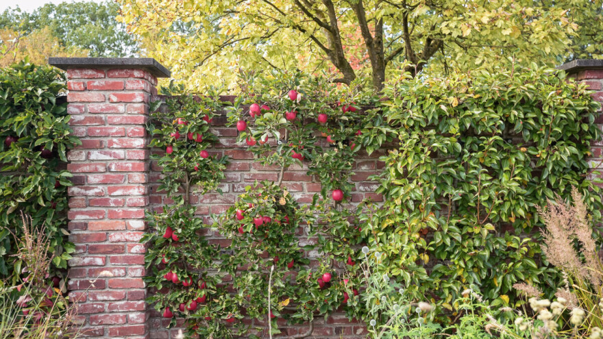 Koje voćne vrste mogu rasti u sjeni?