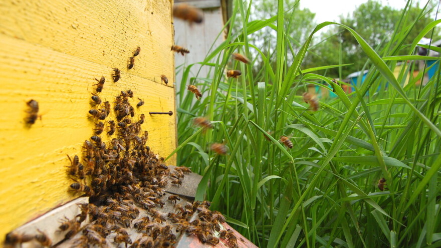 Komisija registrirala inicijativu "Spasimo pčele!"