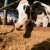 Bolest ludih krava otkrivena na holandskoj farmi