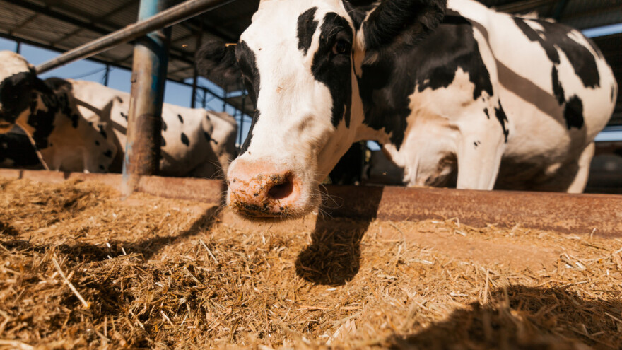 Bolest ludih krava otkrivena na holandskoj farmi