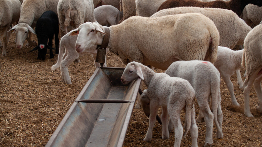 Pada cena tovnih bikova i prasadi, raste jagnjadi, dviski i ovaca