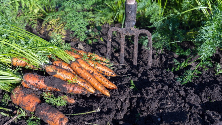 Zrenjanin raspisao konkurs za unapređenje organske i pčelarske proizvodnje