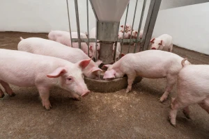Zbog uvoza svinjetine, domaći stočari teško opstaju na tržištu
