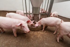 OBŽ objavila 13 javnih poziva za potpore u poljoprivredi!
