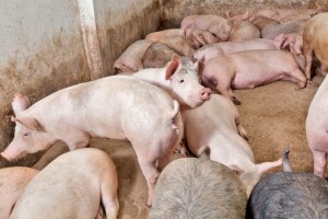 Brčanski svinjogojci će dobiti subvencije zbog štete uzrokovane afričkom kugom