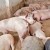 Brčanski svinjogojci će dobiti subvencije zbog štete uzrokovane afričkom kugom