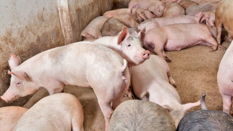 Semberija: više od 13.000 eutanaziranih svinja