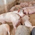 Afrička kuga svinja potvrđena kod Bogatića: Eutanazirano oko 300 grla