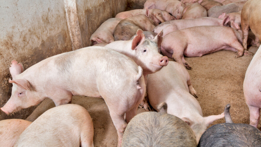 Afrička kuga svinja potvrđena kod Bogatića: Eutanazirano oko 300 grla