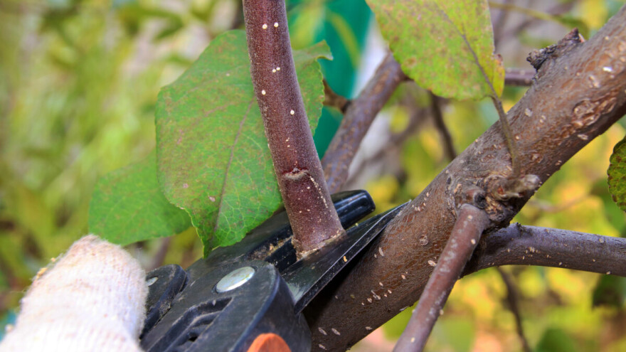 Kako pravilno orezati jabuku?