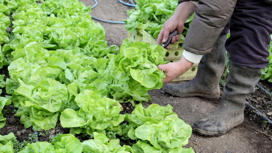 Kako spriječiti propadanje korijena salate nakon sječenja?