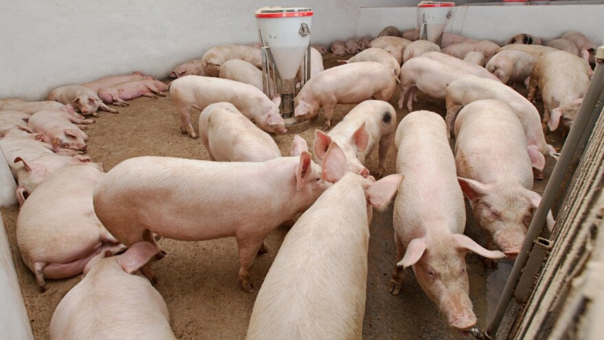 DZS: Prirast svinja u 2020. pala 10 posto, nastavljeno i smanjenje proizvodnje mlijeka