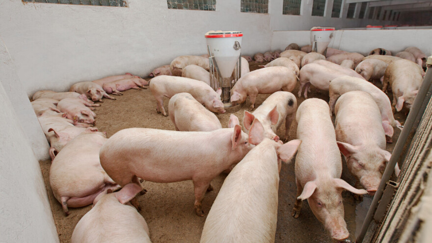 Kuga uticala na cenu svinjetine: Srbija i dalje uvozi velike količine mesa