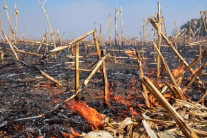 Izgorelo 27 jutara kukuruza kod Sombora - ne zna se još uzrok požara