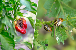AGRIVI unaprjeđuje alarm za mogućnost pojave štetnika