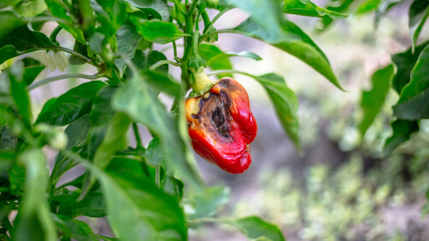 Do 2050. smanjit će se vrijednost evropske poljoprivrede za 16%?