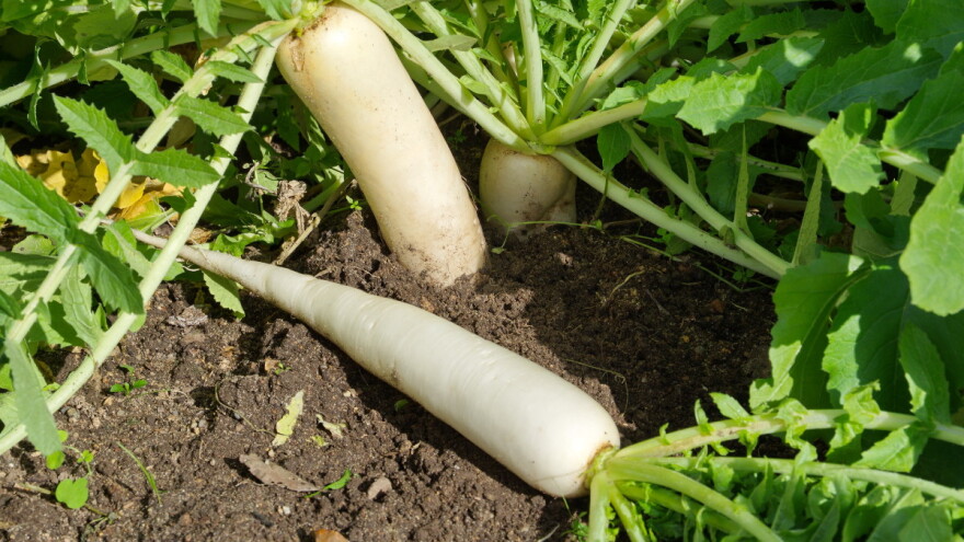 Kako uzgojiti daikon - bijelu rotkvu?