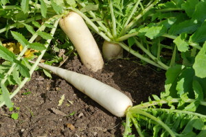 Kako uzgojiti daikon - bijelu rotkvu?