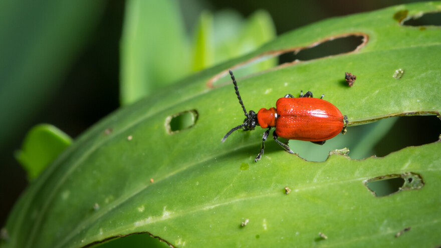 Lukova zlatica napada bijeli luk i poriluk - kako je se riješiti?