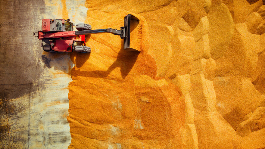 Veliki izvoz pšenice iz Rusije ruši cijenu