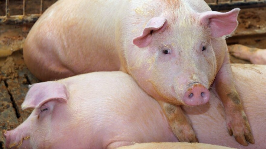 Nadoknada štete i sprovođenje mjera zaštite od svinjske kuge