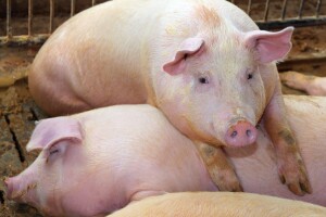 Potpore za svinje većih klaoničkih težina u javnom savjetovanju
