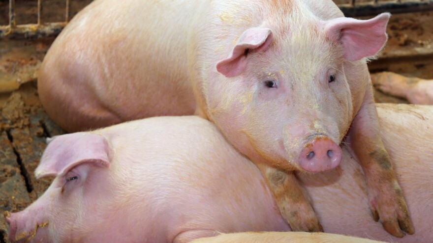 Potpore za svinje većih klaoničkih težina u javnom savjetovanju