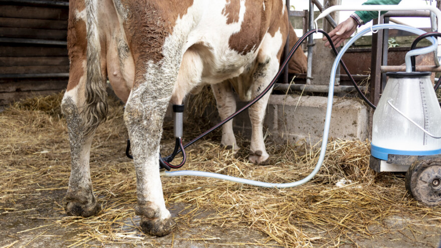 Kako se kreću otkupne cijene mlijeka u RH, a kako u EU?