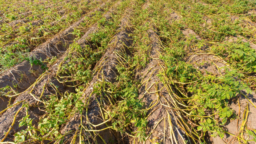 U toku je let leptira krompirovog moljca, u što kraćem roku sklonite krtole sa parcele