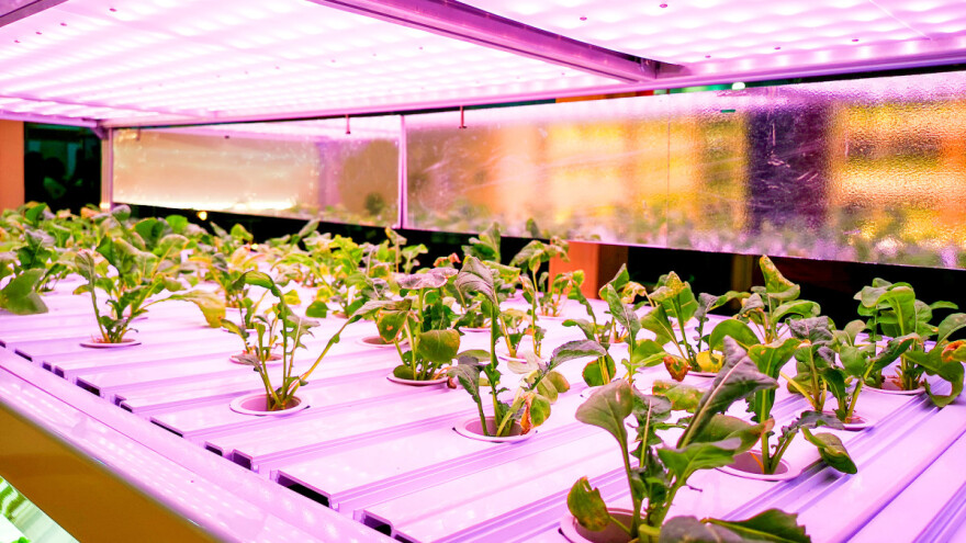 Svjetiljke od staklokeramike olakšavaju rast biljaka?