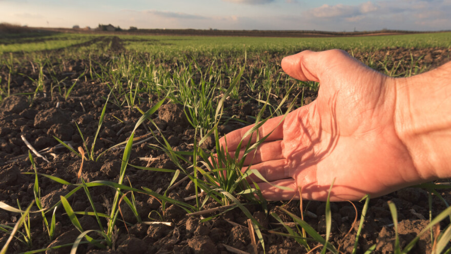 Poljoprivreda ne spava ni u decembru - šta se radi, sije, sadi?
