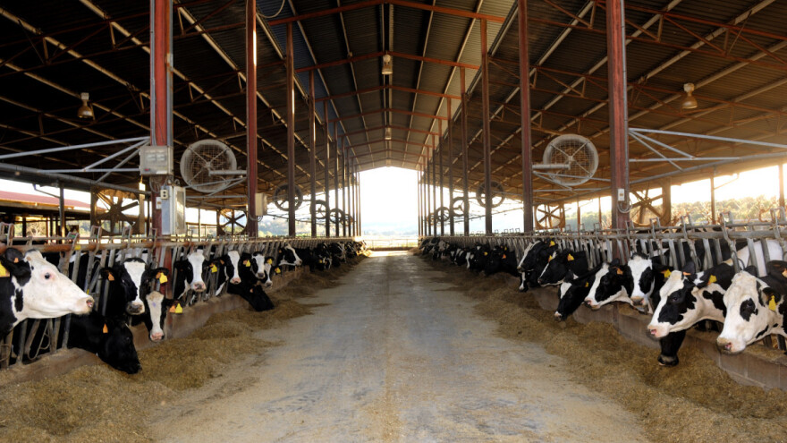 "Hlađenje" krava: Pazite kako postaviti ventilatore da ne bi došlo do oboljenja