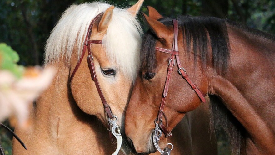 Za toplokrvne pasmine konja isplaćena potpora vrijedna 1,24 milijuna kuna