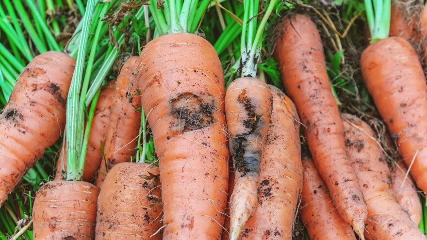 Šargarepina muva pravi veliku štetu - smeta joj ulje crvenog luka