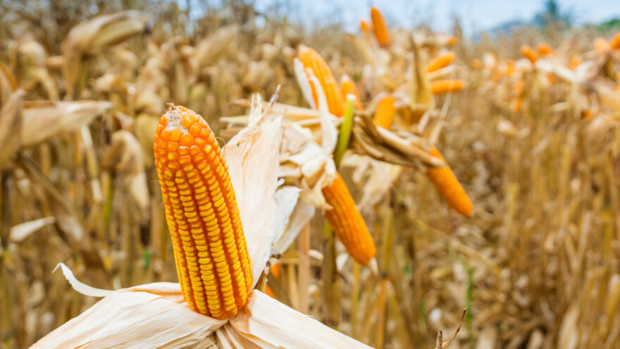 Italija NBT smatra genetskom modifikacijom, Francuska ju želi odobriti