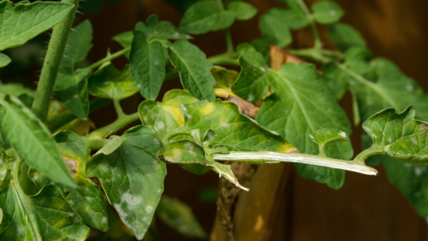 Njegujte rajčicu kokošjim i gnojivima koje imate na gospodarstvu