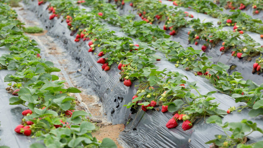 Loša kvaliteta vode i suša u dolini Neretve - gdje je zapelo s navodnjavanjem?