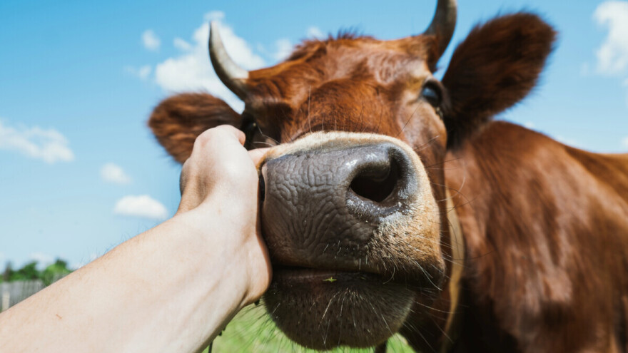 Maženje krava postaje sve popularnije: Na neke djeluje kao antistres terapija