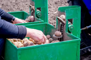 Krompirova nematoda može dovesti do gubitka useva - otkriveno biosredstvo