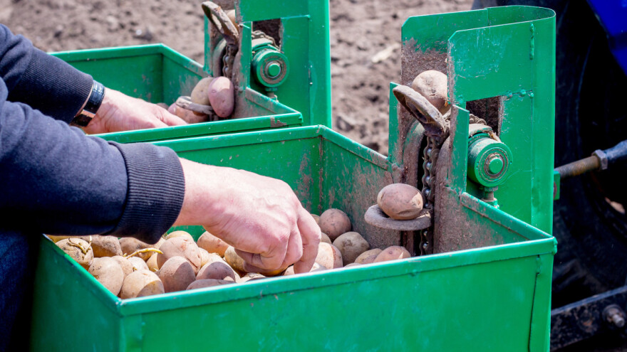 Ruski naučnici razvili neotrovno sredstvo za zaštitu krompira?