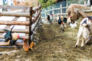 "Miris" balege i kukurikanje petla u Francuskoj prirodna baština