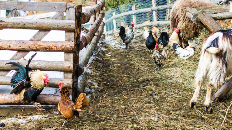 "Miris" balege i kukurikanje pijetla u Francuskoj prirodna baština