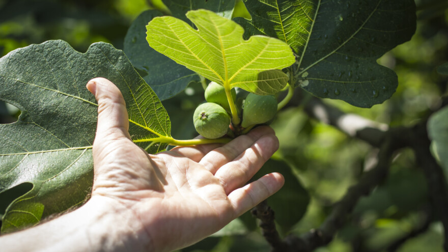 Sočne smokve traže vodu - nekada i više od 50 litara po aplikaciji
