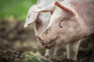 Stočari, ostalo je još pet dana za podnošenje zahtjeva za covid potpore