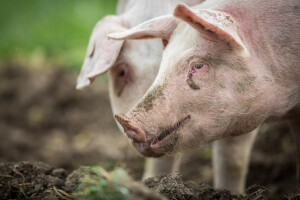 Stočari, ostalo je još pet dana za podnošenje zahtjeva za covid potpore