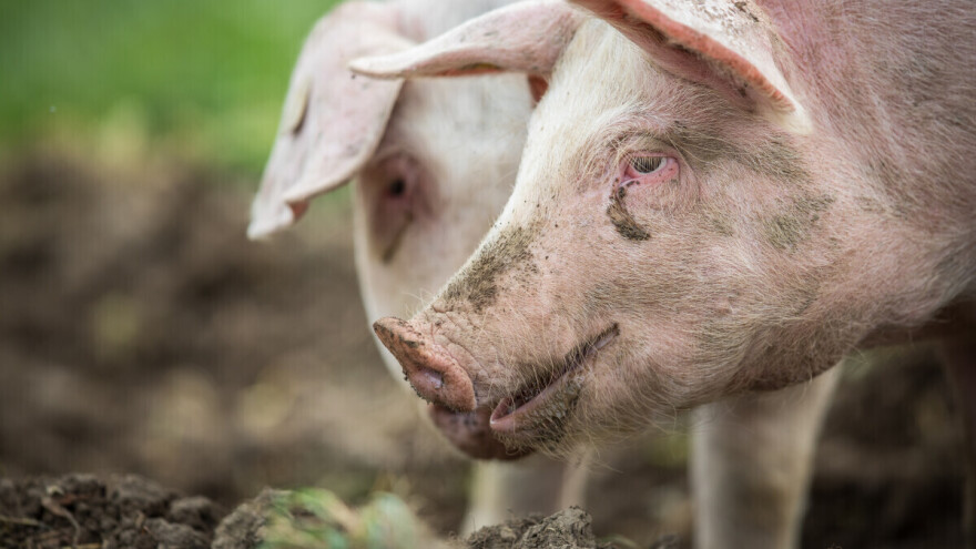 Premlatio svinje jer su pojele janjad?