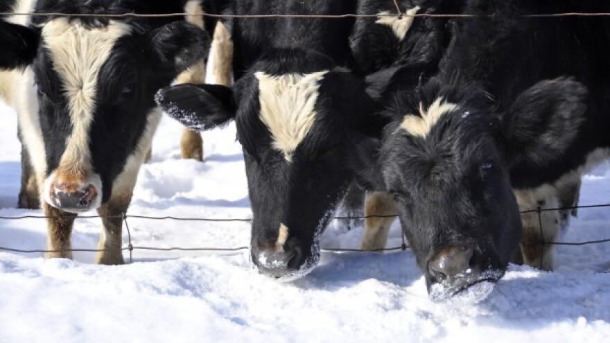 Dobro opskrbljena telad zimi ima manje problema