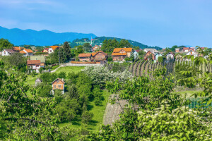 Kako podići vjetrozaštitne pojaseve i koje drveće saditi?
