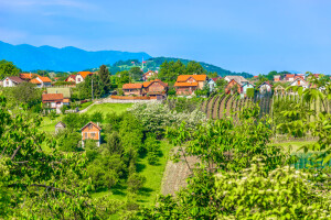 Kako podići vjetrozaštitne pojaseve i koje drveće saditi?